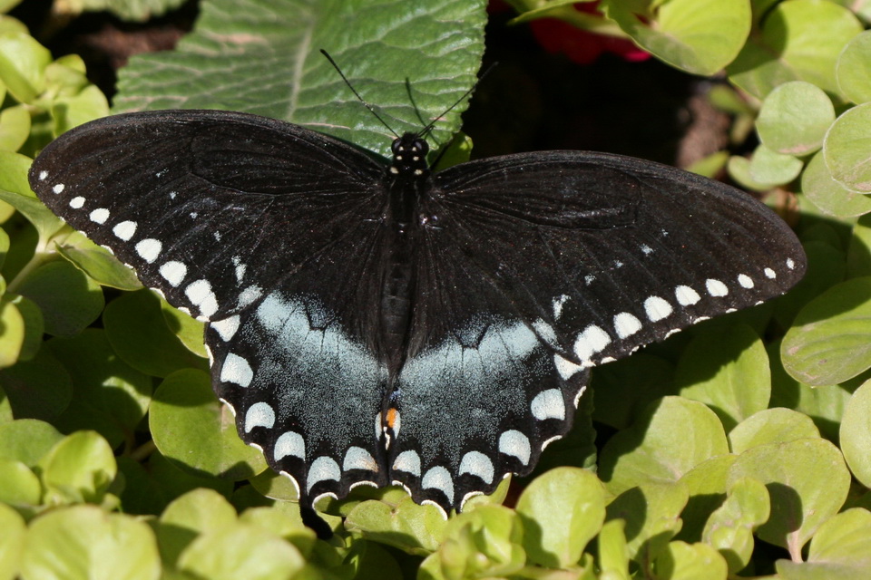 Black and Blue in Phoenix, Arizona