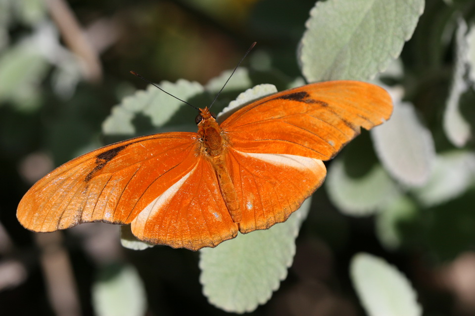 Bronze Butterfly in Phoenix, Arizona