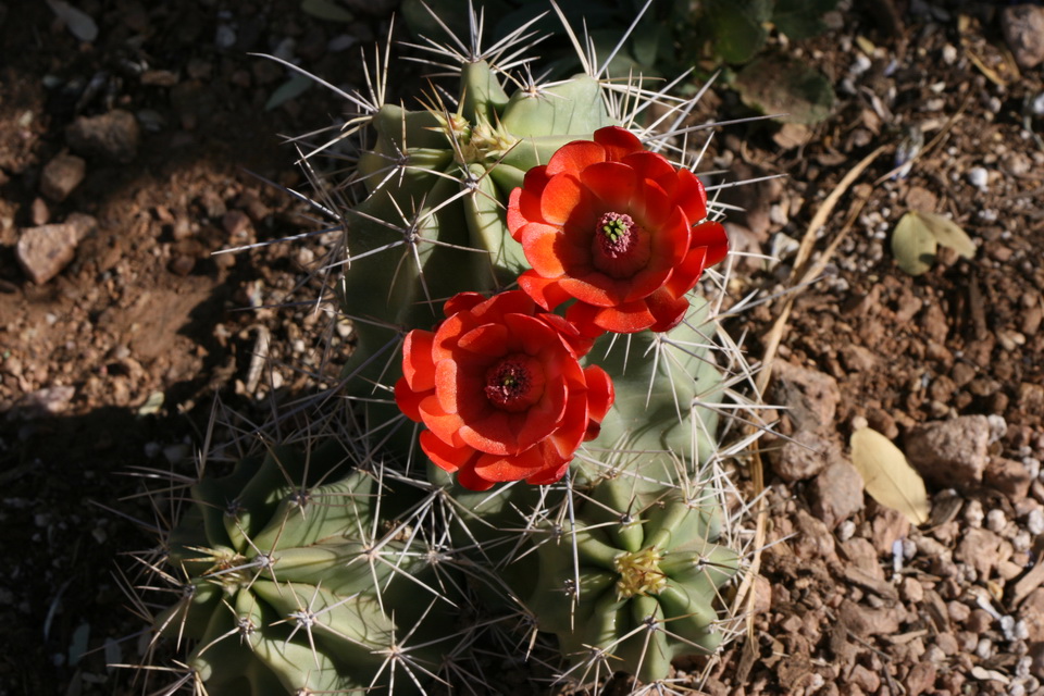 Hedge Hog Beauty in Phoenix, Arizona