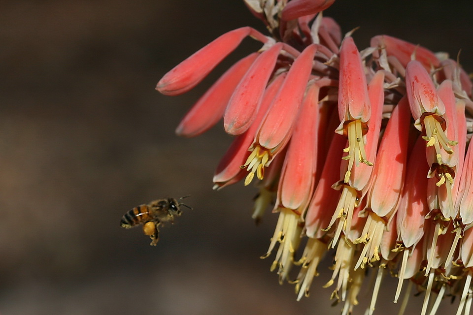 Pollen Load in Phoenix, Arizona