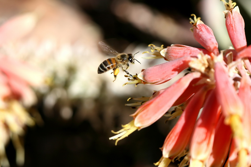 Collecting Pollen in Phoenix, Arizona