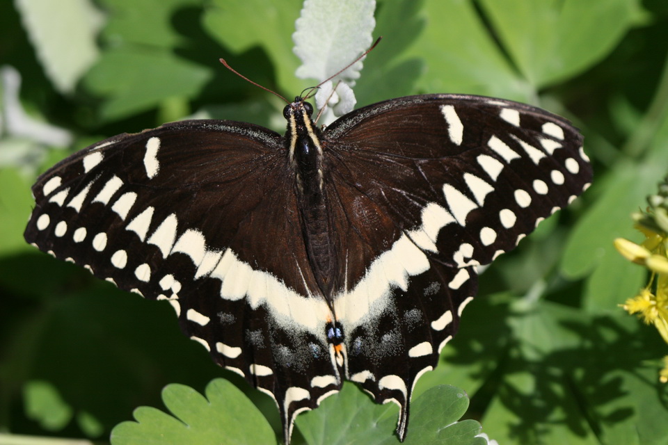 Swallowtail in Phoenix, Arizona