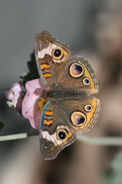 Buckeye Butterfly in Phoenix, Arizona