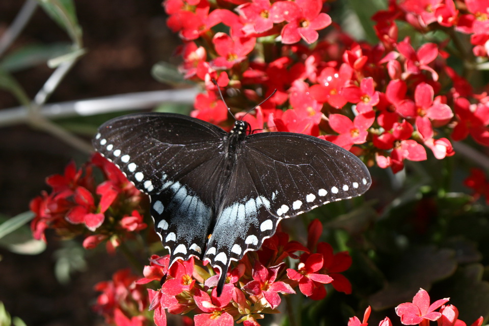 Pipevine Swallowtail in Phoenix, Arizona