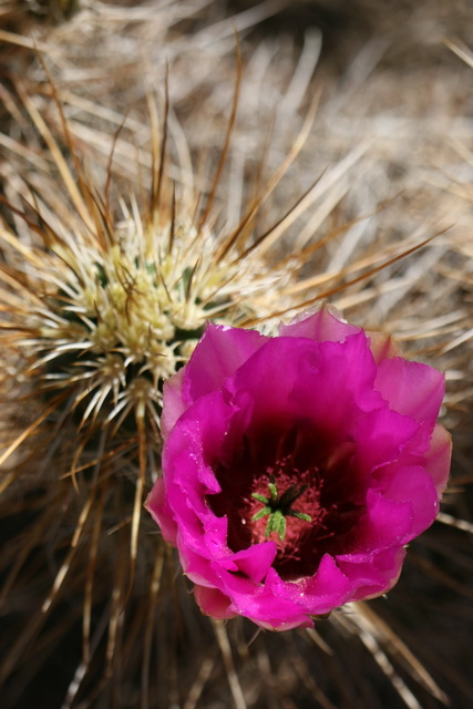 Prickly Flower in Phoenix, Arizona