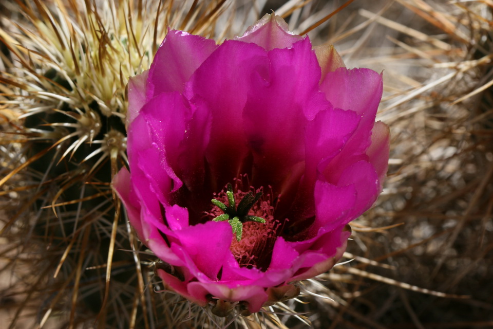 Spikes and Purple in Phoenix, Arizona