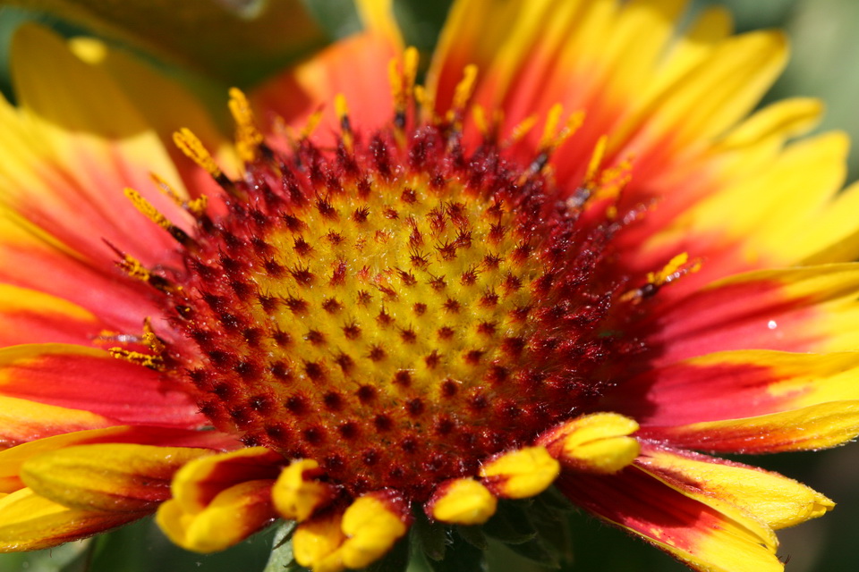Flower Top in Atlanta, Georgia