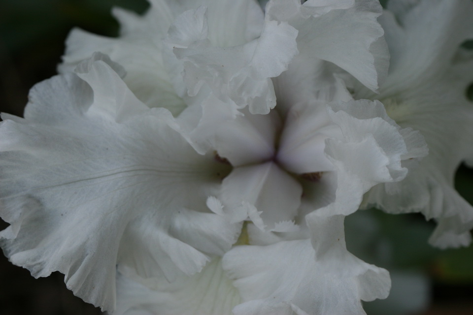White Flower in Atlanta, Georgia