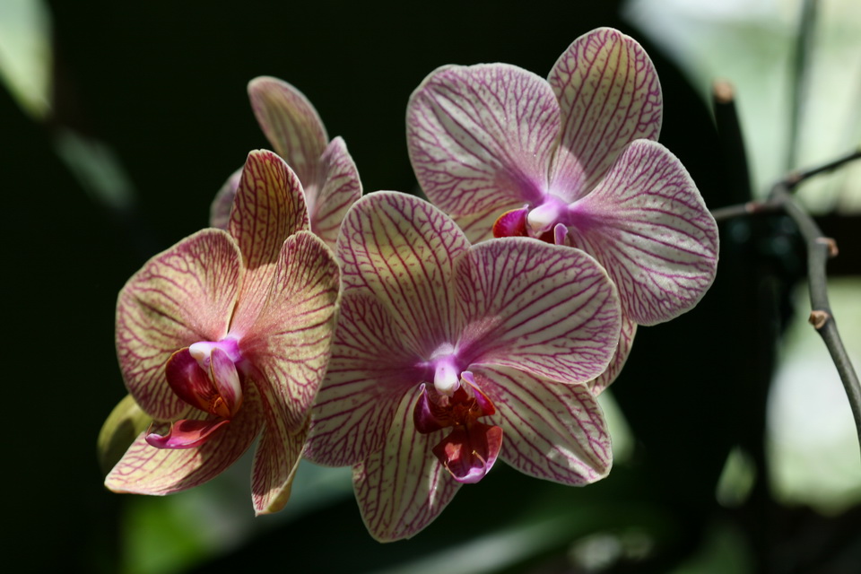 Phalaenopsis Orchids in Atlanta, Georgia