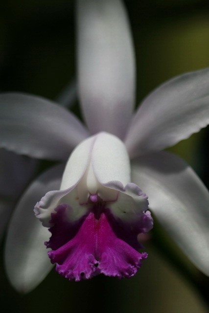 Pretty in Purple in Atlanta, Georgia
