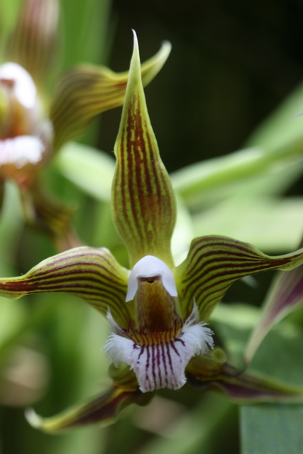 Striped Orchid in Atlanta, Georgia