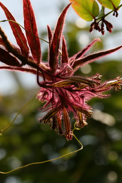 Fuzzy Plant in Atlanta, Georgia