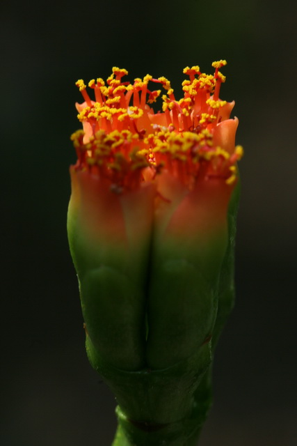 Small Buds in Atlanta, Georgia