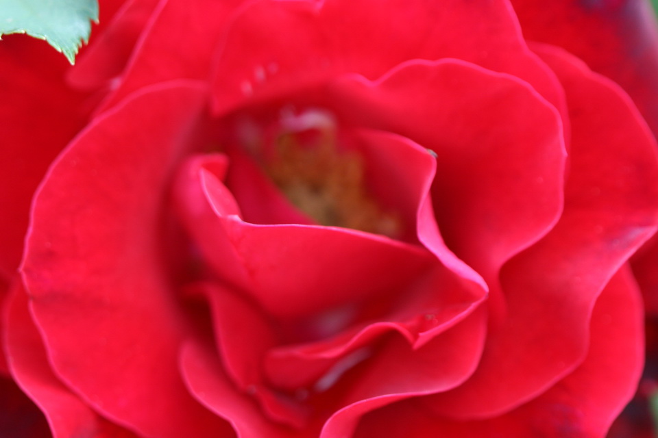 Red Rose in Atlanta, Georgia