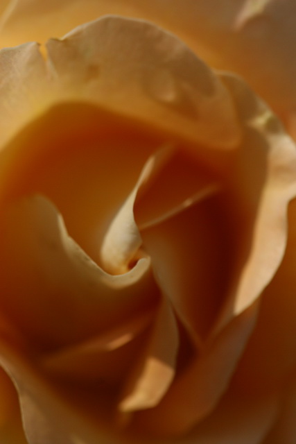 Pale Rose in Atlanta, Georgia