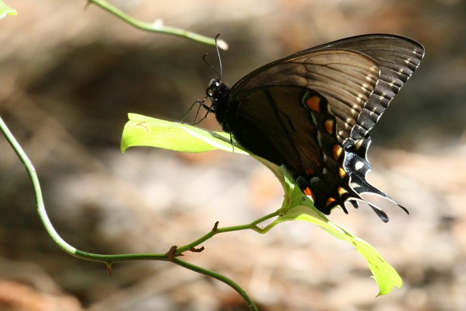 Resting Butterfly in Atlanta, Georgia