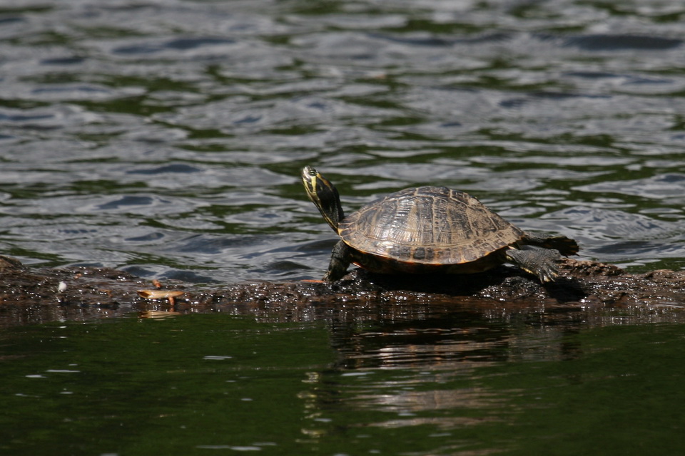 Georgia Box Turtle in Atlanta, Georgia