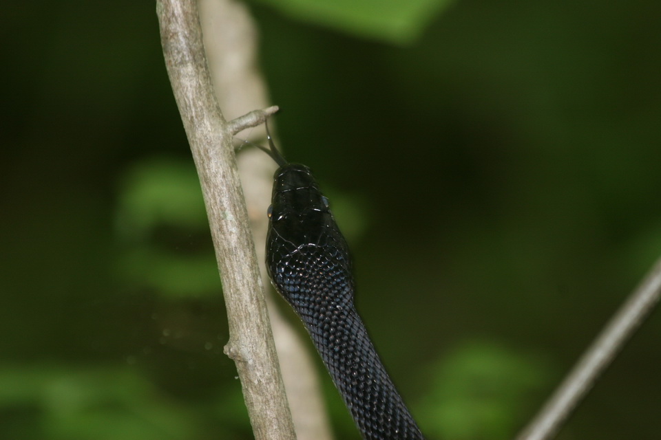 Snake Tongue in Atlanta, Georgia