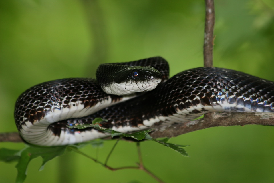 Snake in a Tree in Atlanta, Georgia
