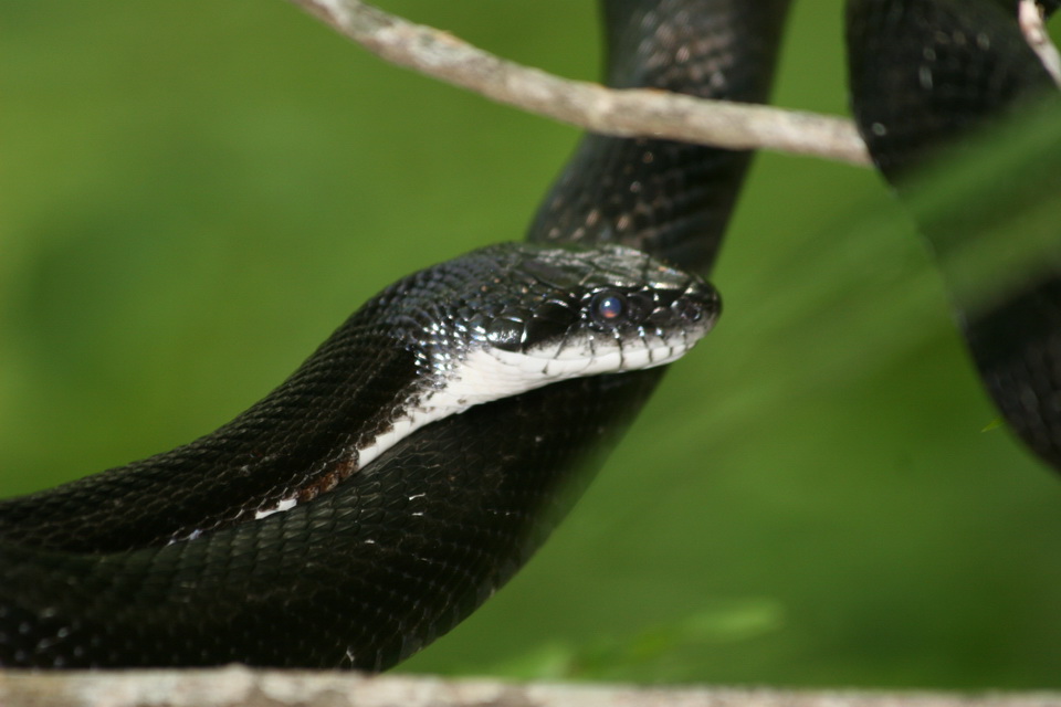 In Profile in Atlanta, Georgia