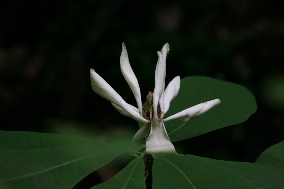 Forest Flower in Atlanta, Georgia