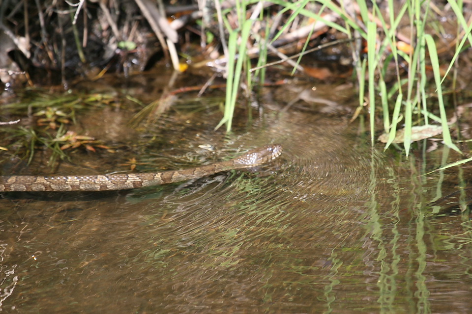 Snake in the Water in Highlands, North Carolina