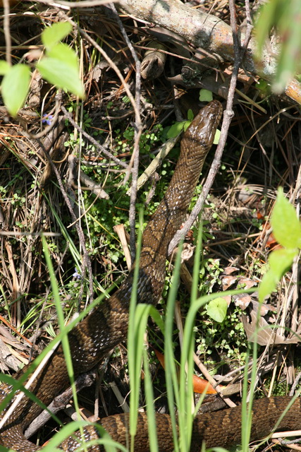 Water Snake in Highlands, North Carolina
