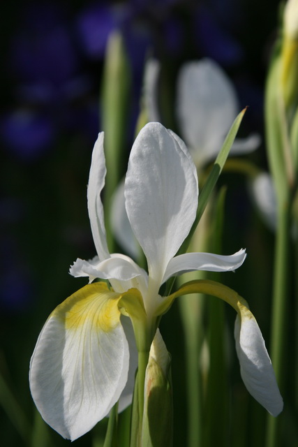 Iris in Sun in Highlands, North Carolina