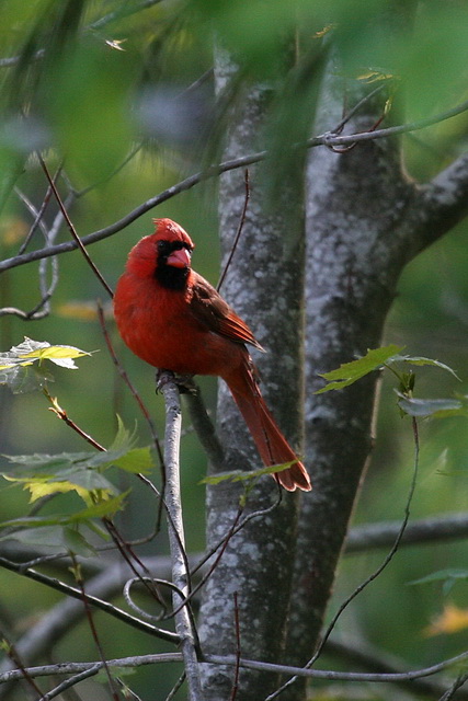 Cardinal in Highlands, North Carolina