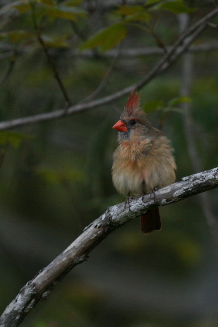 Ms Cardnial in Highlands, North Carolina