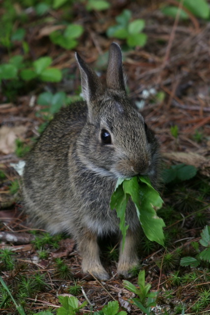 Forest Bunny in Highlands, North Carolina