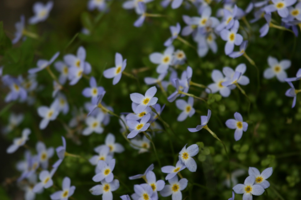 Field of Blue in Highlands, North Carolina