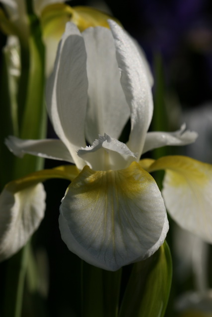 Iris in Light in Highlands, North Carolina
