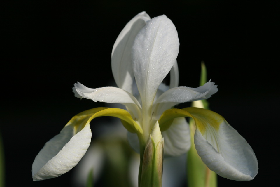 Iris in Profile in Highlands, North Carolina