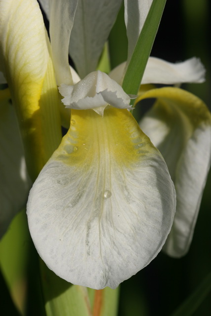 Dew Drop in Highlands, North Carolina