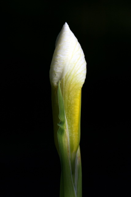 Iris Bud in Highlands, North Carolina