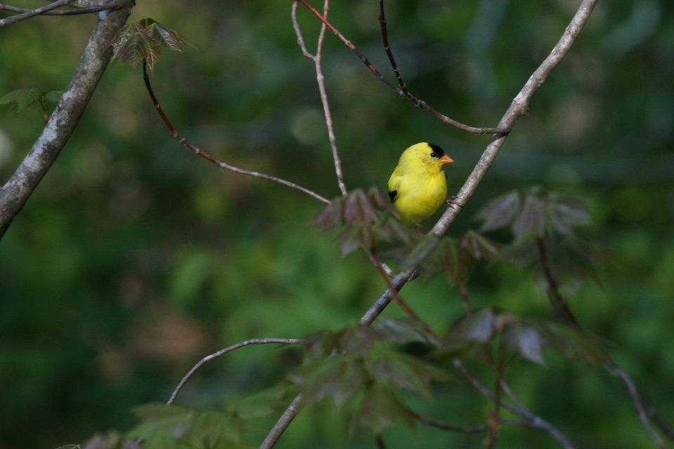 Goldfinch in Highlands, North Carolina