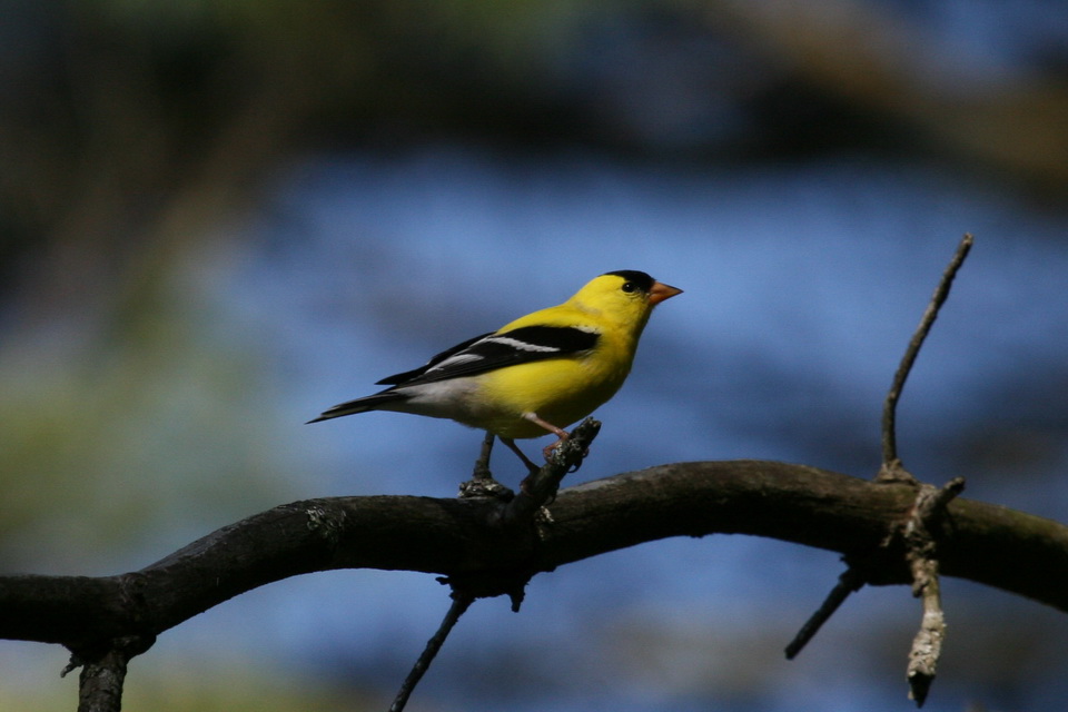 American Goldfinch in Highlands, North Carolina