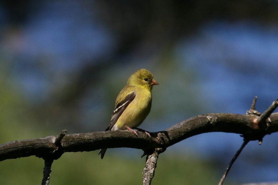 Female American Goldfinch in Highlands, North Carolina