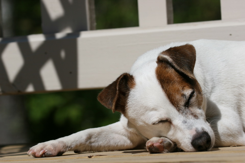 Jack Russell at Rest in Highlands, North Carolina