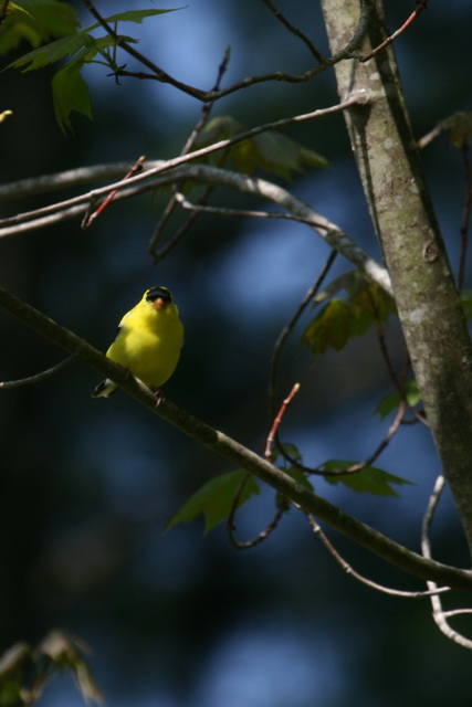 Staring Goldfinch in Highlands, North Carolina