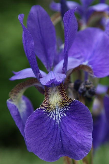 Blue Iris in Highlands, North Carolina