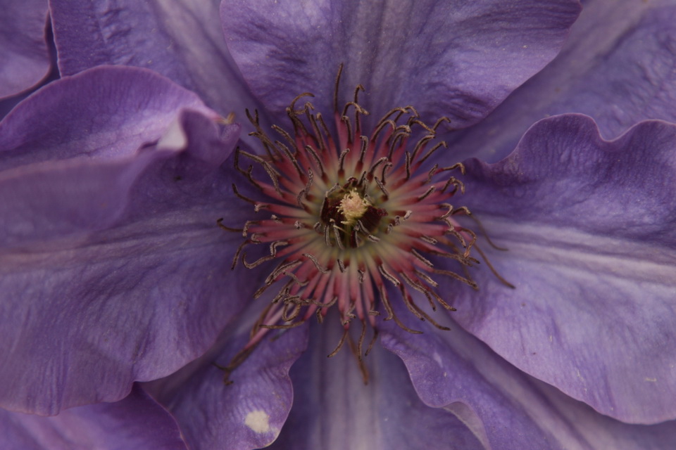Purple Pinwheel in Highlands, North Carolina