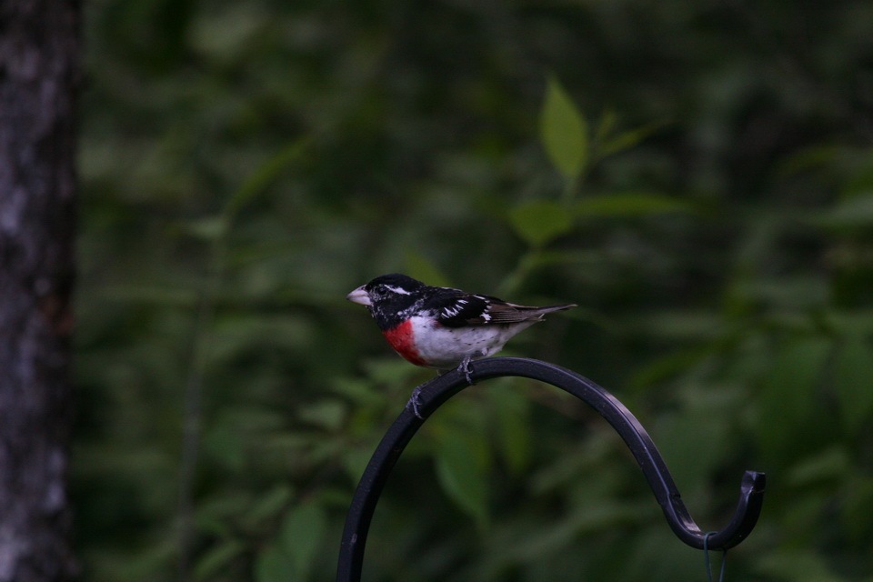 Rose-breasted Grosbeak in Highlands, North Carolina