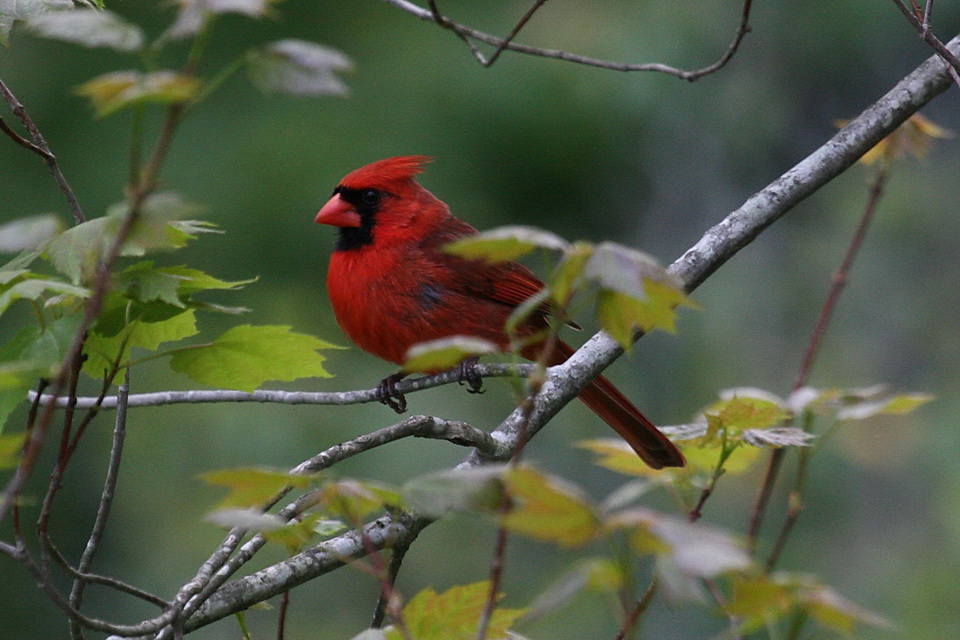Cardinal in Highlands, North Carolina