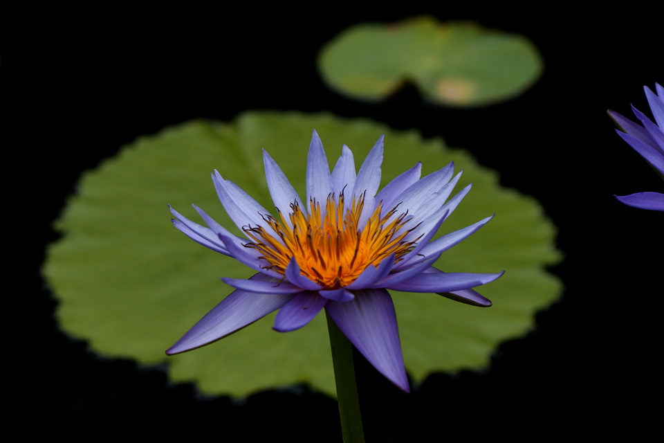 Blue Water Lilly in Atlanta, Georgia