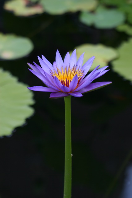 Tall Lilly in Atlanta, Georgia