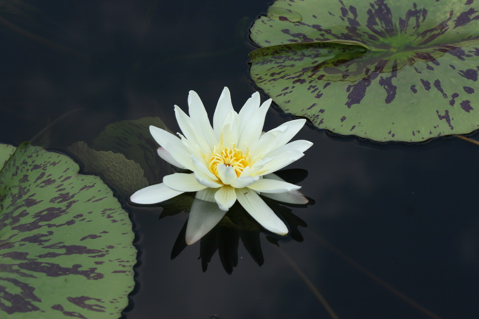 White Beauty in Atlanta, Georgia
