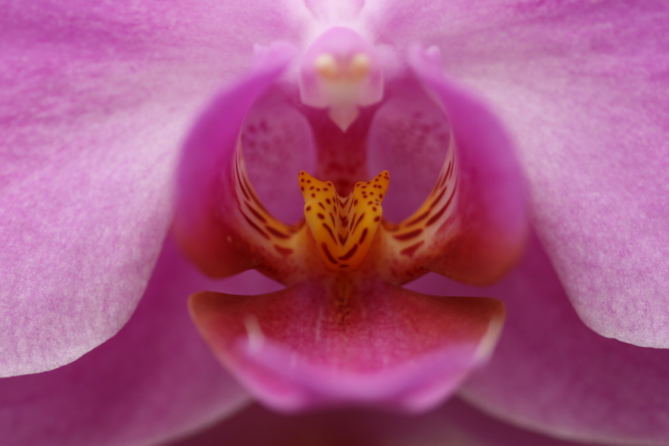 Inner Flower in Atlanta, Georgia