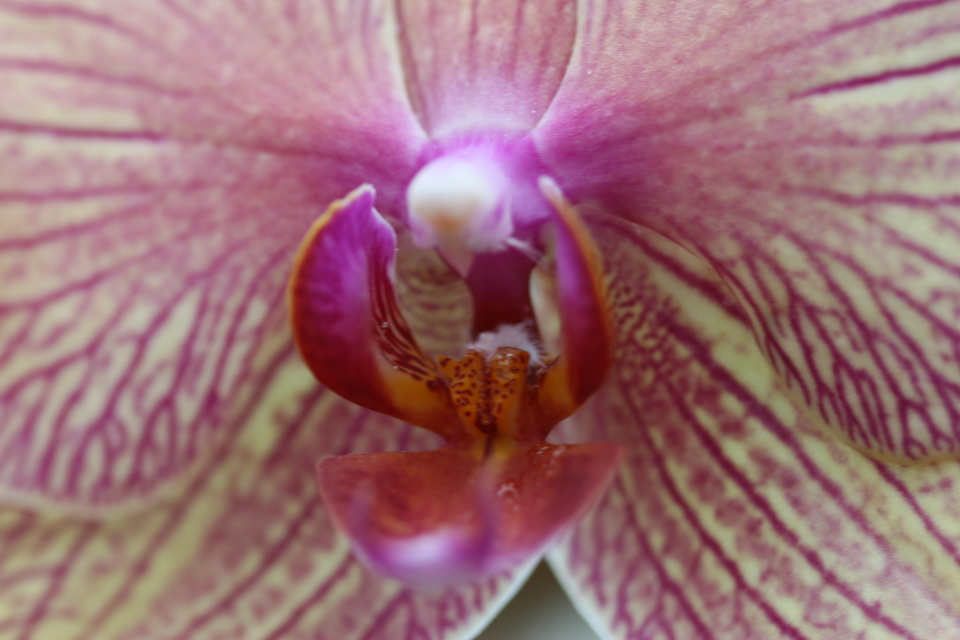 Striped Orchid in Atlanta, Georgia